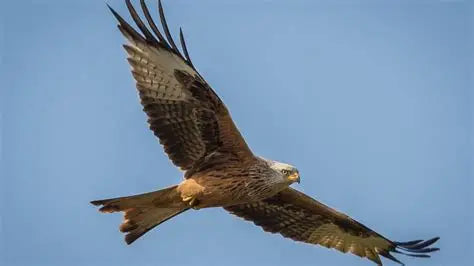 Les oiseaux dans la plaine de l'Argens. Votre hébergement de vacances dans un cadre exceptionnel à Fréjus dans le Var sur la côte d'Azur.
